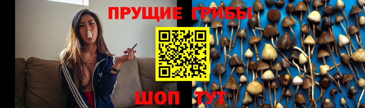 Галлюциногенные грибы GOLDEN TEACHER Гурьевск